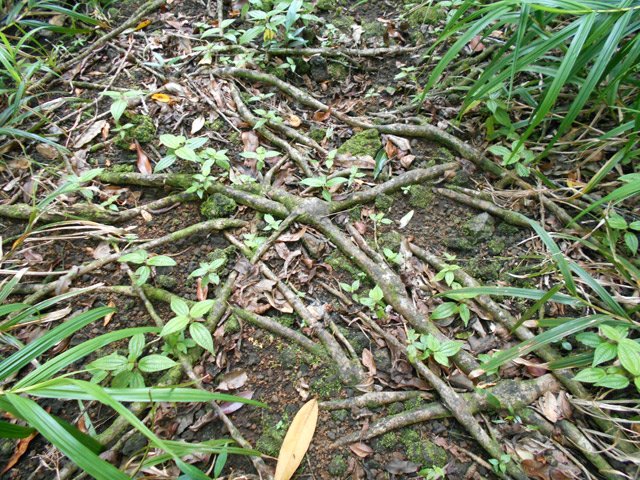 Un tapis de racines soudées les unes aux autres