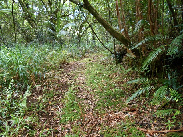 Un sous-bois envahi de goyaviers