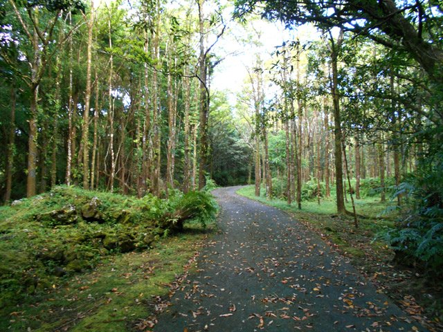 Route étroite, pente faible, espaces arborés : un plaisir