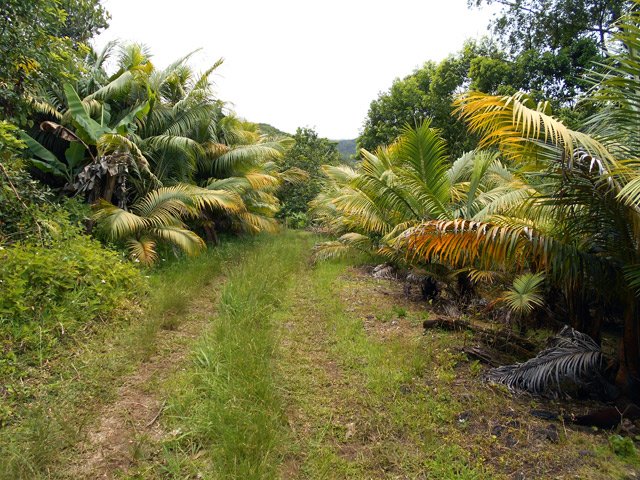 Le Chemin Indivis bordé de palmistes, bananiers et vergers