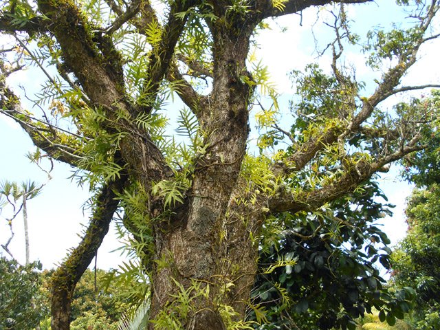 Les fougères envahissent tranquillement cet arbre solitaire