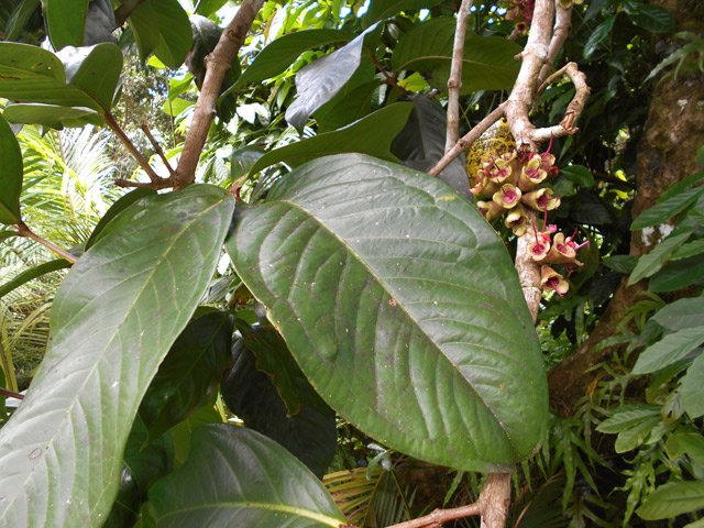 On cultive de tout, près du Chemin Indivis