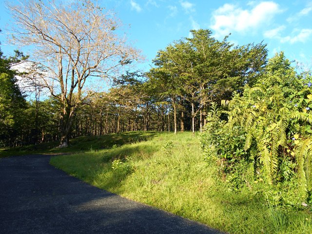 Des grands nattes ont été plantés un peu partout