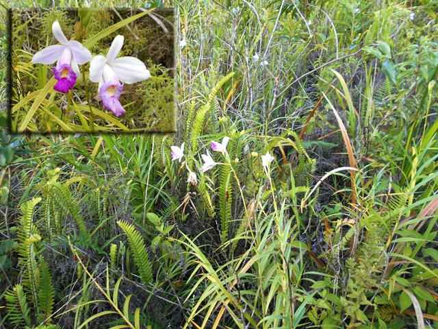 L'orchidée bambou a colonisé la région