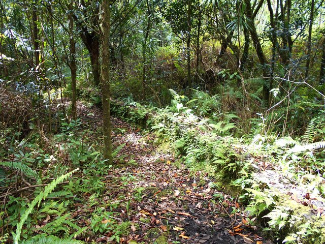 Une murette se remarque au milieu des fougères
