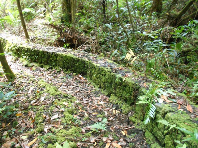Ici, elle se voit un peu mieux avec la mousse qui la recouvre