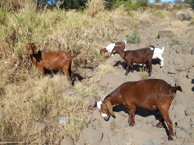 Quelques chèvres ont du mal à trouver de l'herbe verte mais se contentent de la sèche