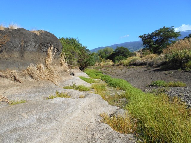 L'humidité permet à des plantes de survivre au fond de la ravine