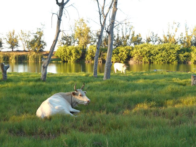 Les habituelles vachettes ruminant près de l’Étang du Gol