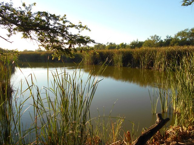 L'étang central où il est agréable de flâner à la recherche d'oiseaux aquatiques