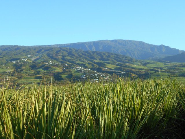 On distingue le Cirque de Cilaos derrière les cannes à sucre