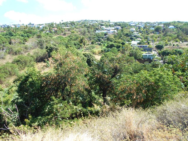 La piste longe la Ravine Mila, ici assez profonde et couverte de végétation