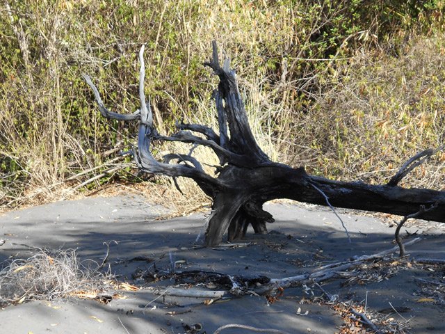 Un arbre qui n'a pas résisté aux sables desséchés