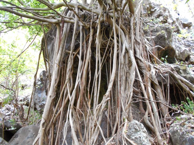 Plus de racines que de branches