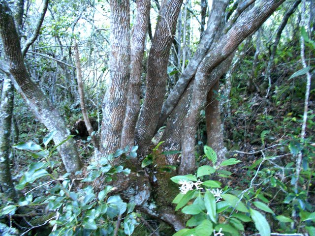 Bois de corail près d'un bois de rempart aux troncs multiples