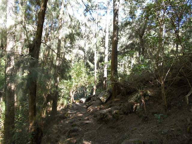 Le sentier Bois Rouge sous les filaos