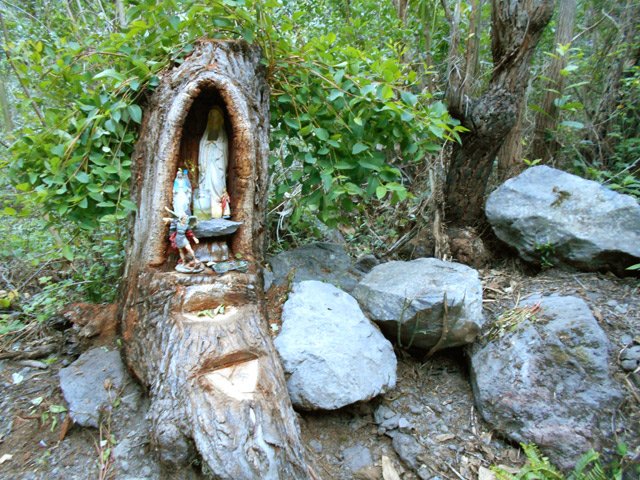 Cet eucalyptus ne sera pas tombé pour rien !