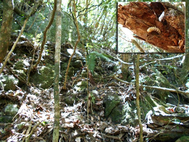 La pente devient plus forte. Zendette, larve de capricorne. Se consomme crue ou cuite !