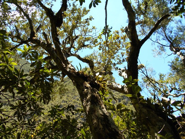 Rares beaux arbres recouverts d'épiphytes dans les bois de couleurs