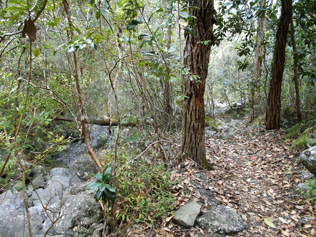 Plus bas, le sentier passe dans une véritable forêt d'eucalyptus