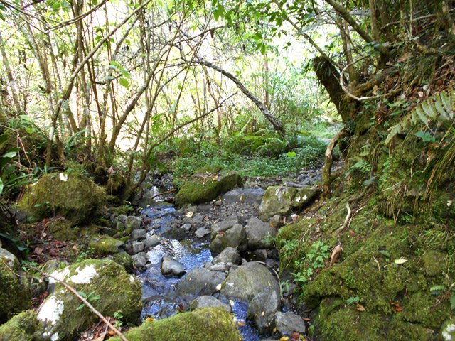 Un autre petit gué dans un coin charmant recouvert de mousses