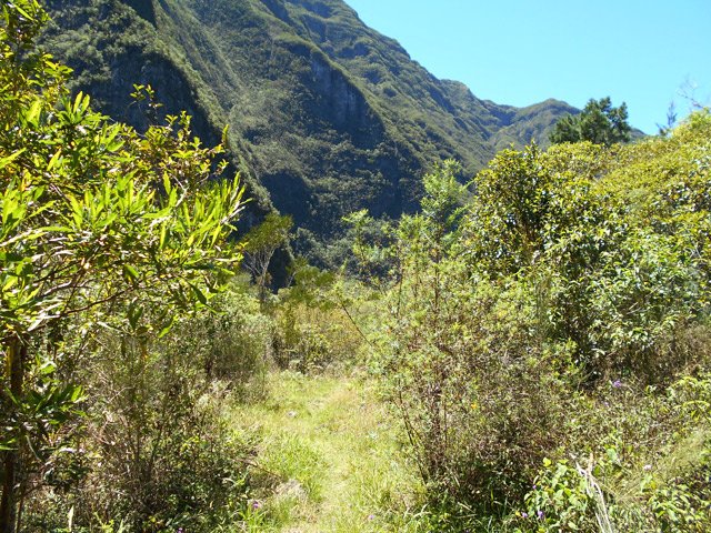 Le sentier de la Mare à Montfleury lentement envahi de plantes