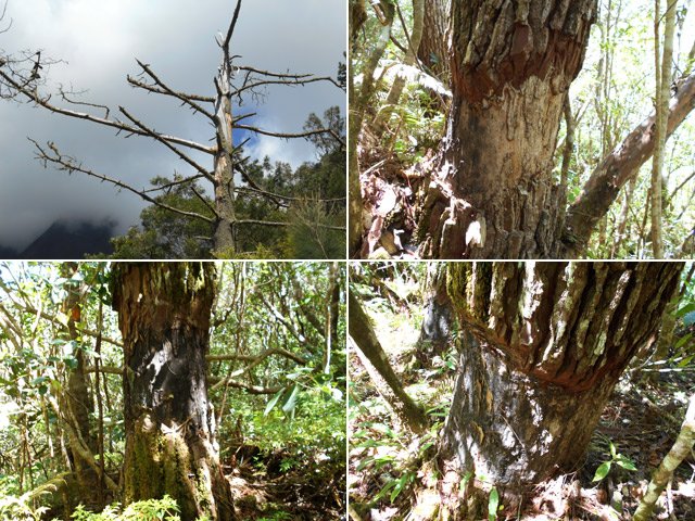 Des mètres cubes de pin iront bientôt nourrir les larves de capricornes