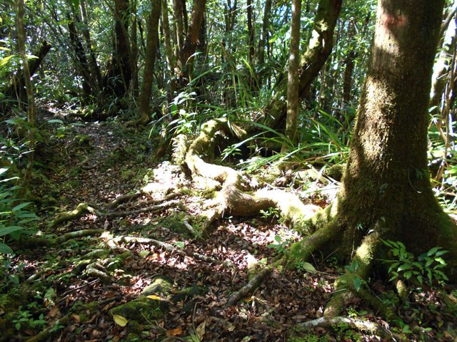 Dès les premiers mètres du sentier, les racines donnent le ton