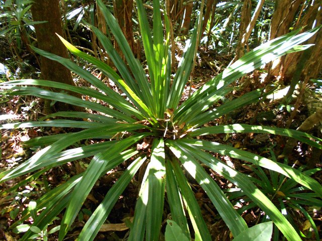Jeune pimpin des Hauts deviendra grand malgré l'ombre
