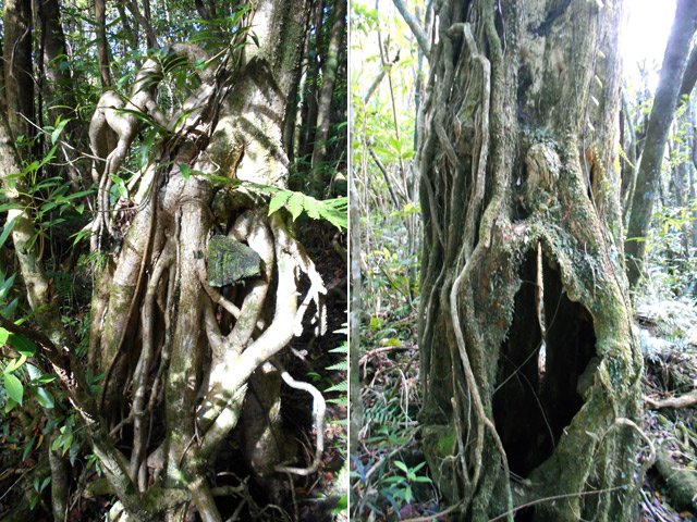 Toutes les formes de troncs se rencontrent le long du sentier