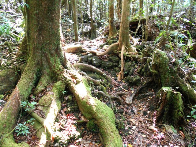 Festival de racines du début jusqu'à la mer