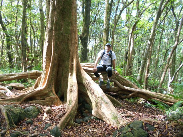 La racine la plus photographiée de ce lieu assez fréquenté