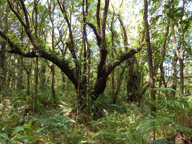 Très beaux arbres également sur la portion parallèle au Chemin de Ceinture