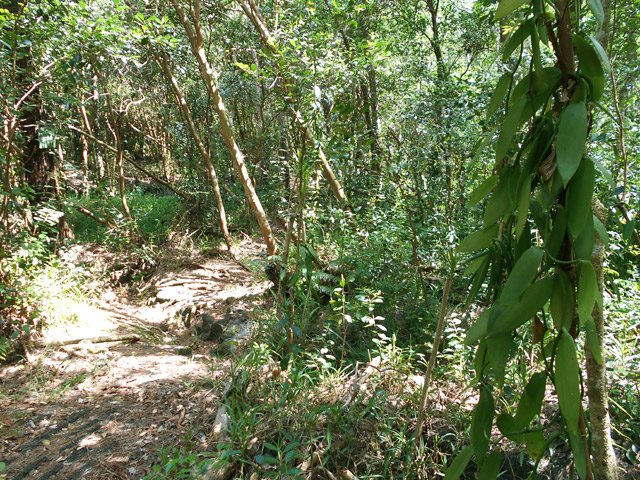 La fin du trajet s'effectue dans les plantations de vanille