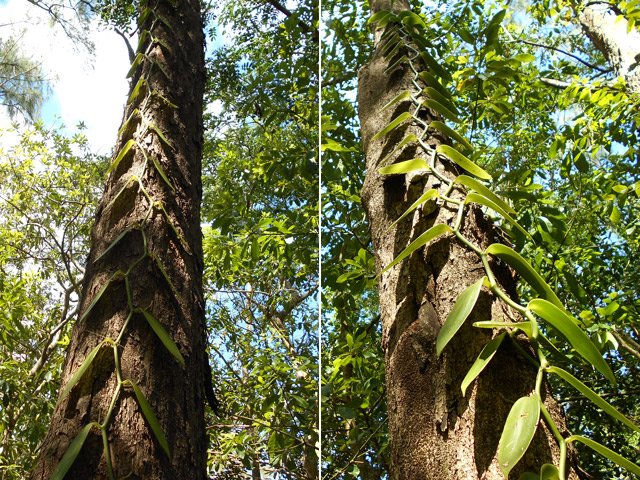 L'orchidée liane, sera repliée sur elle-même lorsqu'elle sera plus longue