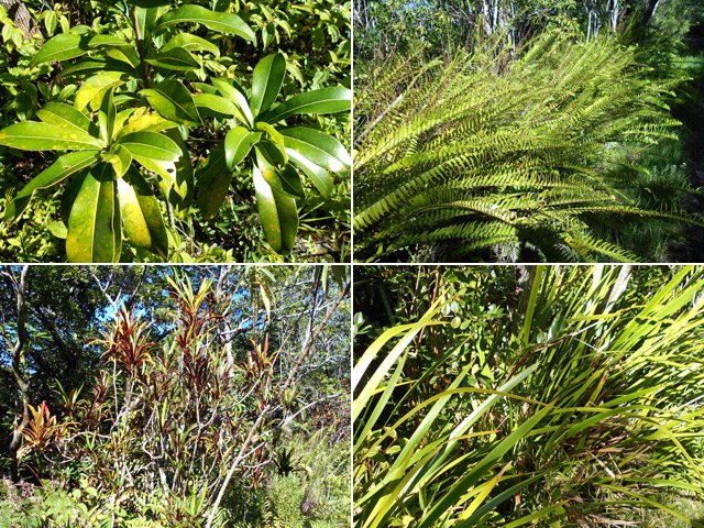 Nattes, fougères, crotons et sabres marrons bordent la piste