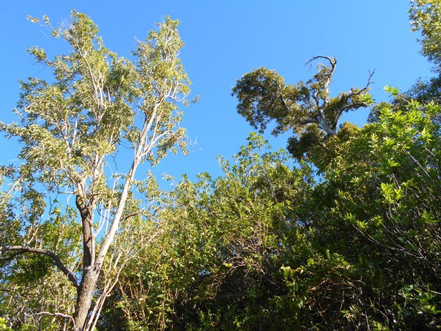Les grands nattes dépassent leurs congénères