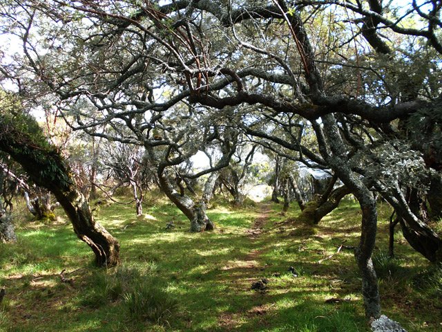 Magnifique tamarinaie à l'usage exclusif des vaches
