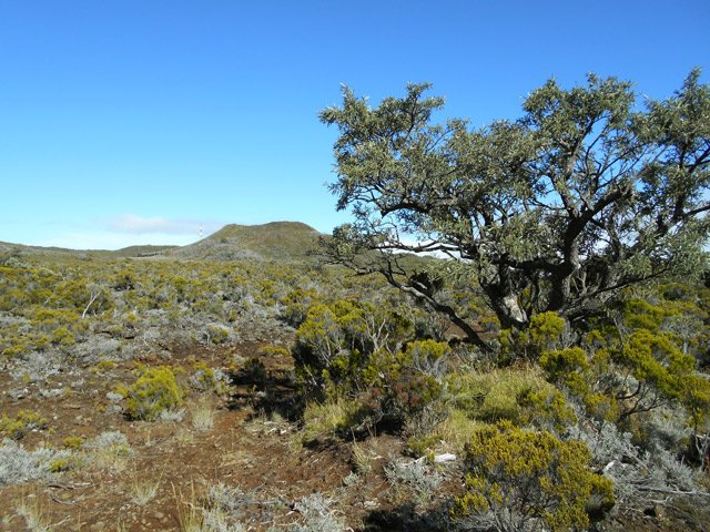 On retrouve le Grand Bras Piton bordé de rares petits tamarins des hauts