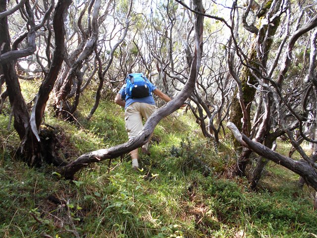 Cheminement facile en suivant les innombrables sentiers de vaches