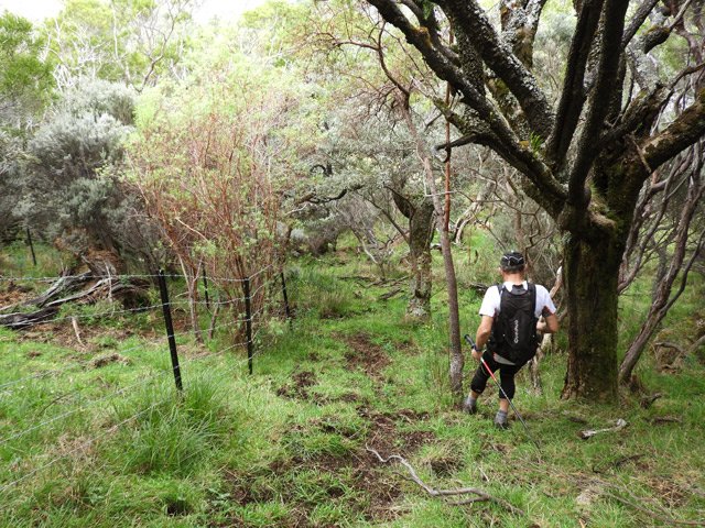 Descente sous les tamarins en direction de la route forestière