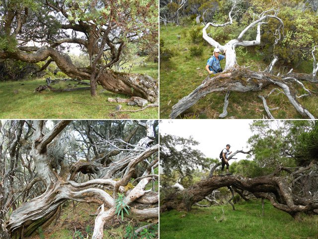 Une halte s'impose près de superbes spécimens, touchés mais pas coulés !