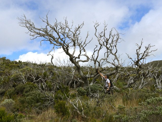 Même brûlés, les tamarins restent fièrement debout