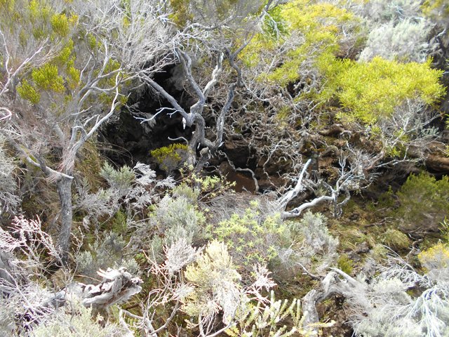 Une grotte cachée par de vieux tamarins rabougris
