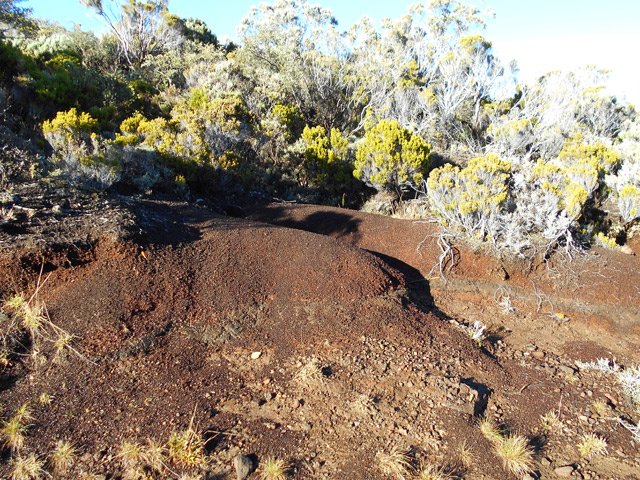 Terre et plantes en bordure de sentier