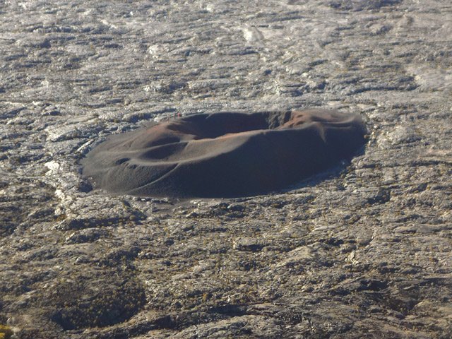 Gros Plan sur le Formica Leo