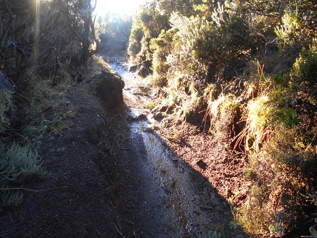 Sentier humide, creusé dans la terre par les multiples passages