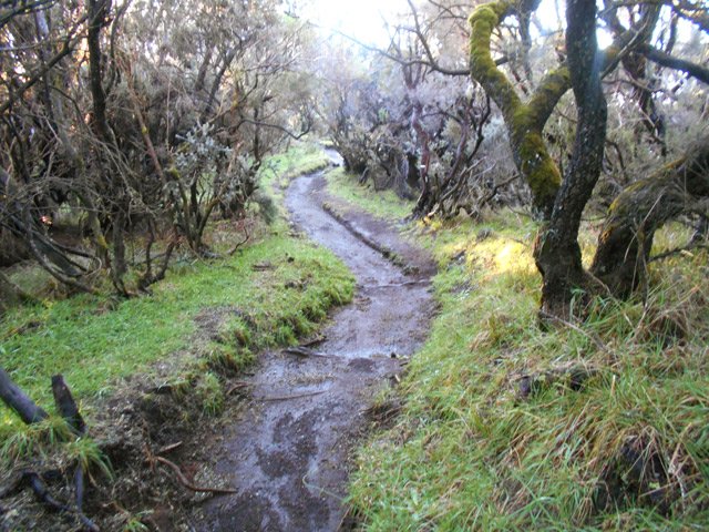 Ce sentier plat garde l'humidité mais la boue est rare