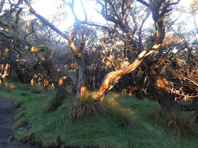 Les premiers rayons du soleil sur les branles et petits tamarins des Hauts