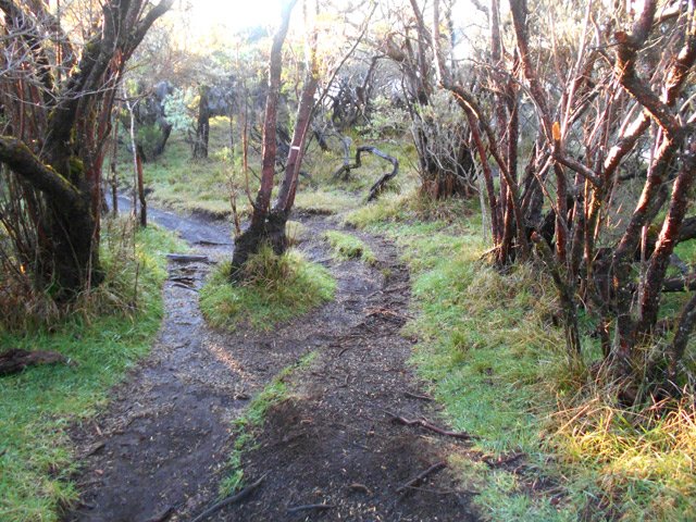 Quelques pieds de fleurs jaunes en bordure de rempart
